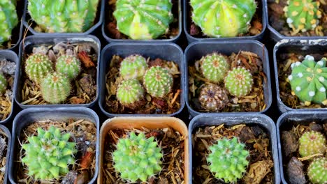 aerial view of diverse cacti in pots, showcasing vibrant greens and intricate patterns at a bustling market