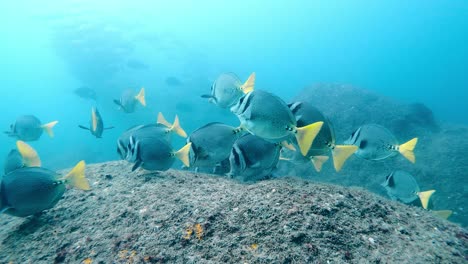 shoal of razor surgeonfish swimming on coral reefs - diving at cabo pulmo national marine park in baja california, mexico. - underwater