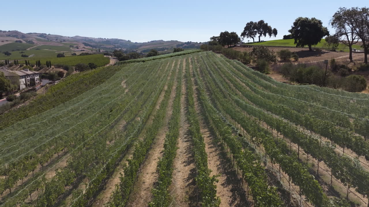 Flyover Vineyards In Napa Valley In Napa County, California, United States. Aerial Drone Shot