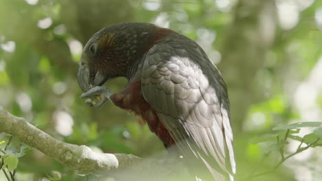 Alimentando-A-Kaka,-Un-Loro-Que-Habita-En-El-Bosque-Y-Es-Endémico-En-Nueva-Zelanda,-Cerca-De-La-Isla-Norte-De-Wellington.