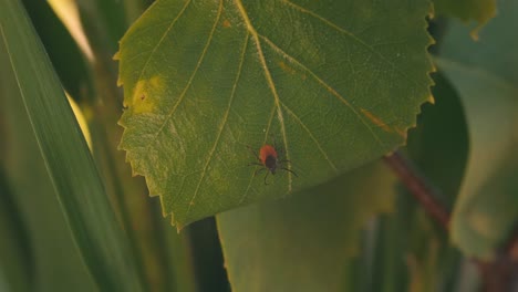 Detailed-close-up-of-a-mite-perched-on-a-green-birch-leaf,-showing-its-dark-brown-body-and-reddish-orange-markings