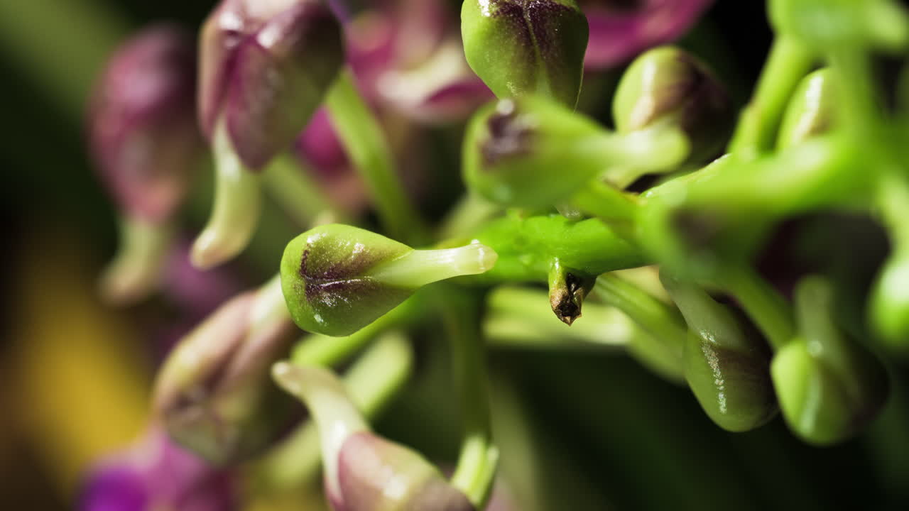 los brotes de la orquídea ascocenda se tambalean antes de florecer, verticalmente