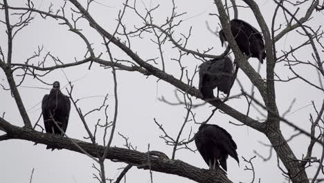 Los-Buitres-Negros-Se-Posan-Y-Limpian-Su-Plumaje-En-Las-Ramas-Desnudas-De-Un-Nogal-Negro