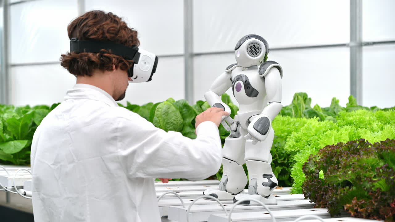 Laboratory technician in a white coat wearing virtual reality headset interacting with humanoid robot near different types of lettuce in a greenhouse farm