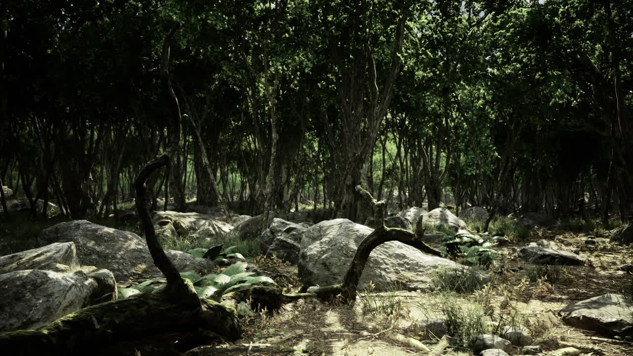 Lush green forest with enchanting trees and rocky terrain under bright sunlight