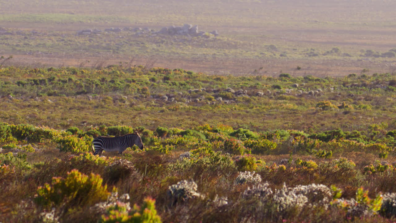 Zebra di montagna del Capo in piedi nel fynbos costiero del Parco Nazionale di Table Mountain