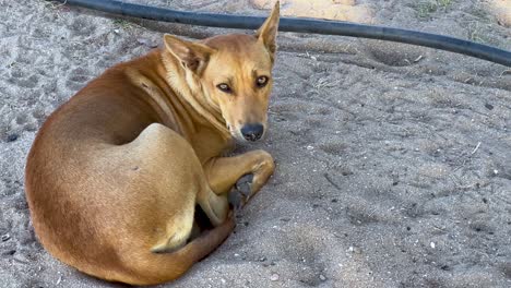 a dog relaxes on sandy beach in thailand