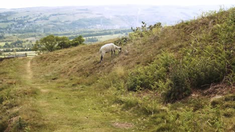 The-white-sheep-walks-up-the-Win-Hill-in-Hope-Valley-pan-right