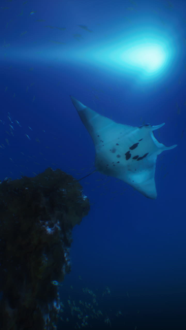majestuosa manta raya volando a través de las profundidades del océano