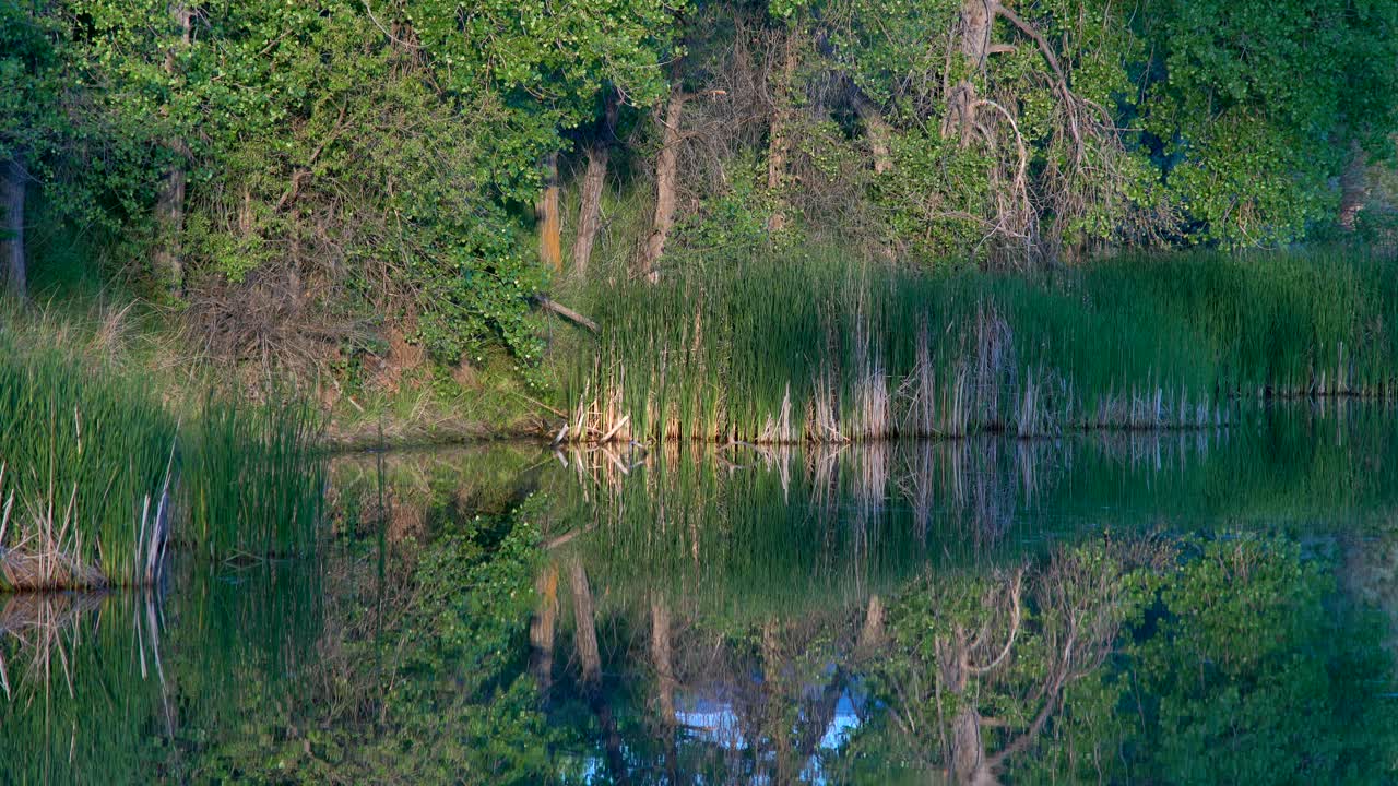 Reflection of trees and marshes on lake surface