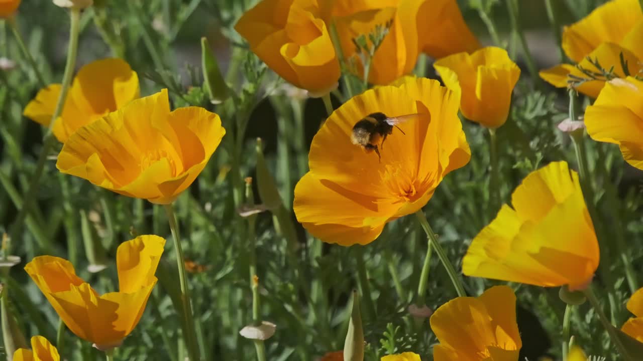 범블 비 수분 골든 오렌지 캘리포니아 양귀비 꽃 슬로우 모션