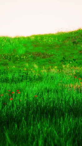 beautiful green field with red poppies