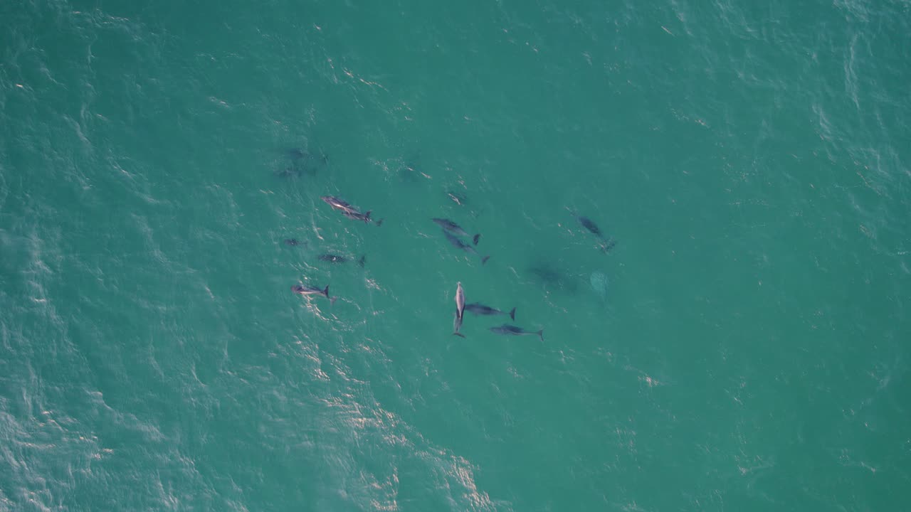 Pod Of Bottlenose Dolphins Swimming In The Turquoise Water Of The Tasman Sea - aerial drone shot
