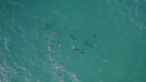 manada de delfines nariz de botella nadando en el agua turquesa del mar de tasman - toma aérea de drones