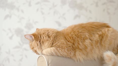 cute ginger cat lying on arm of sofa. fluffy pet is going to sleep. cozy home background. flat profile