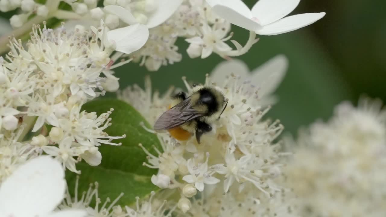 Extreme Detail of an Insect Working on a Plant for Pollen Gathering