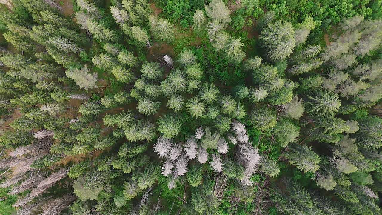 un bosque sueco con pinos caídos en un paisaje exuberante y verde, vista aérea