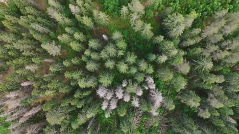 A-swedish-forest-with-fallen-pine-trees-in-a-lush,-green-landscape,-aerial-view