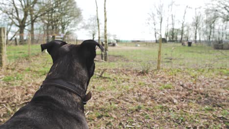 dog looking at a farm field