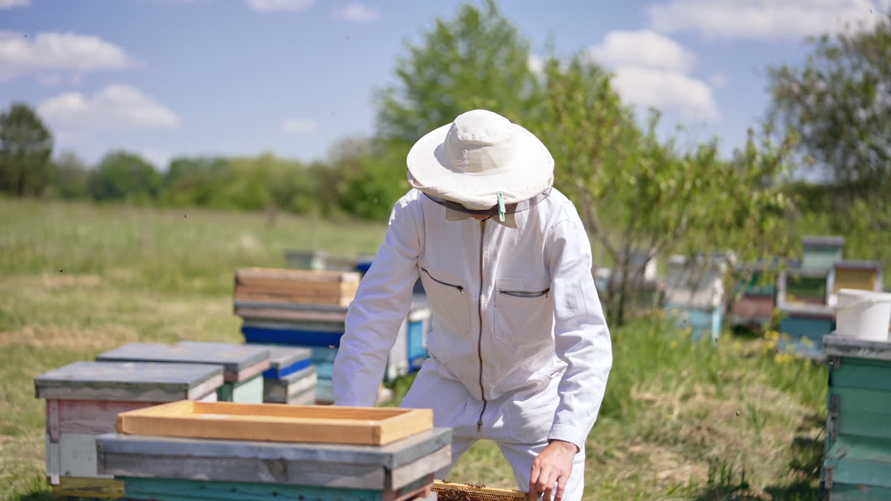 Apiarist in white outfit is busy at his farm. Man in protective hat checking up the frames. Blurred nature backdrop.