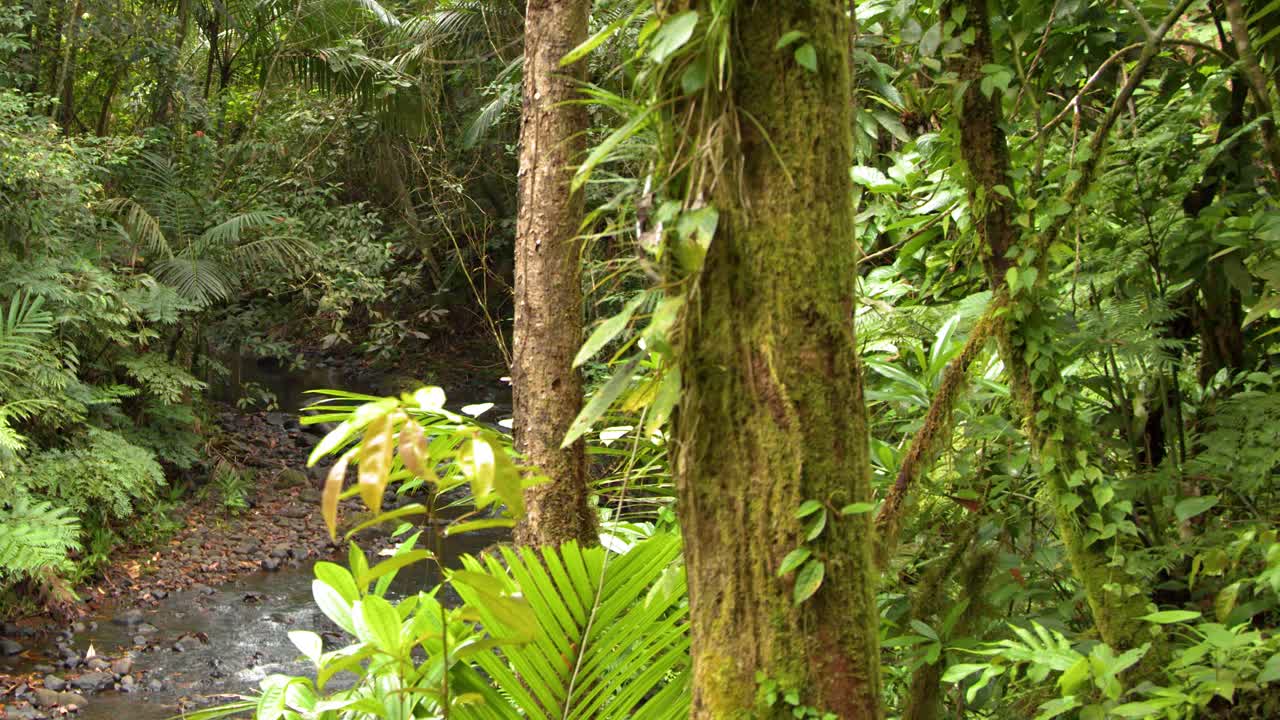 Inquadratura fissa grandangolare di una fitta giungla con alberi ricoperti di muschio che si affaccia su un piccolo fiume che scorre.