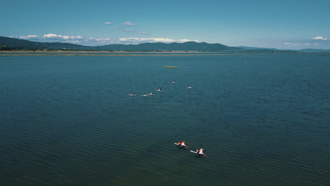 una bandada de flamencos está comenzando a volar en la superficie del agua de la laguna poco profunda con alas y piernas moviéndose