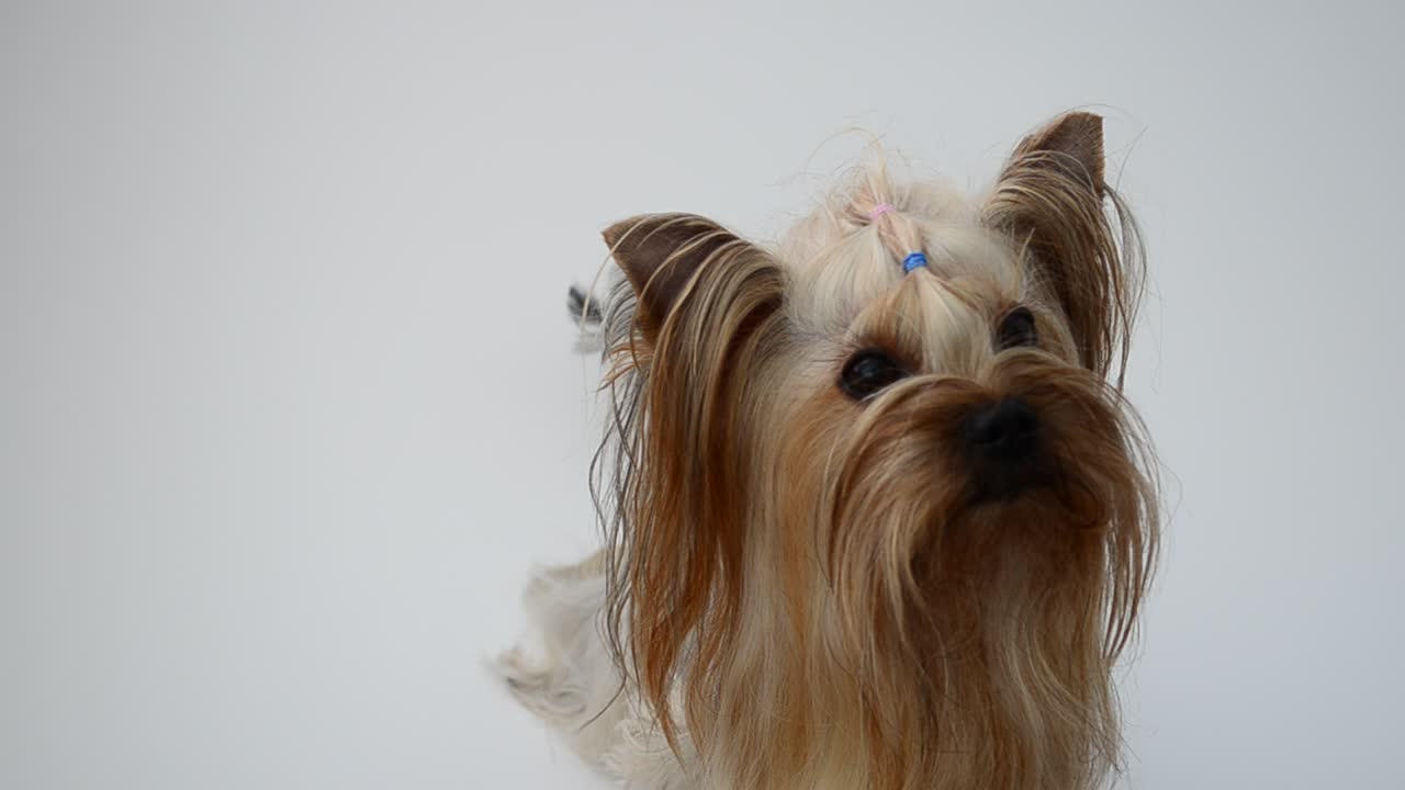 Yorkshire terrier su sfondo bianco, un cane. Riprese di un cane