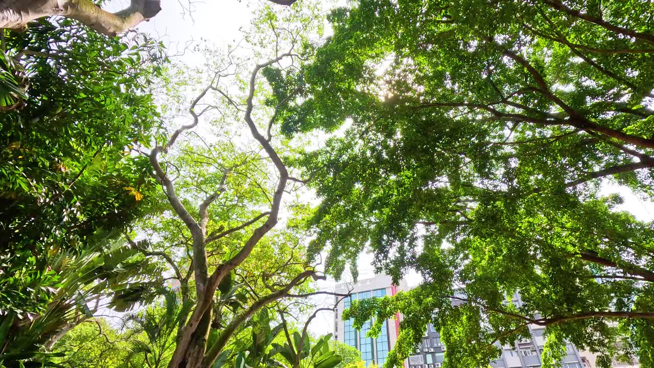 Lush green trees under a bright sky