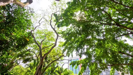 lush green trees under a bright sky