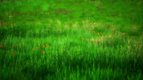 un vibrante prado verde con flores silvestres que florecen bajo la brillante luz del sol