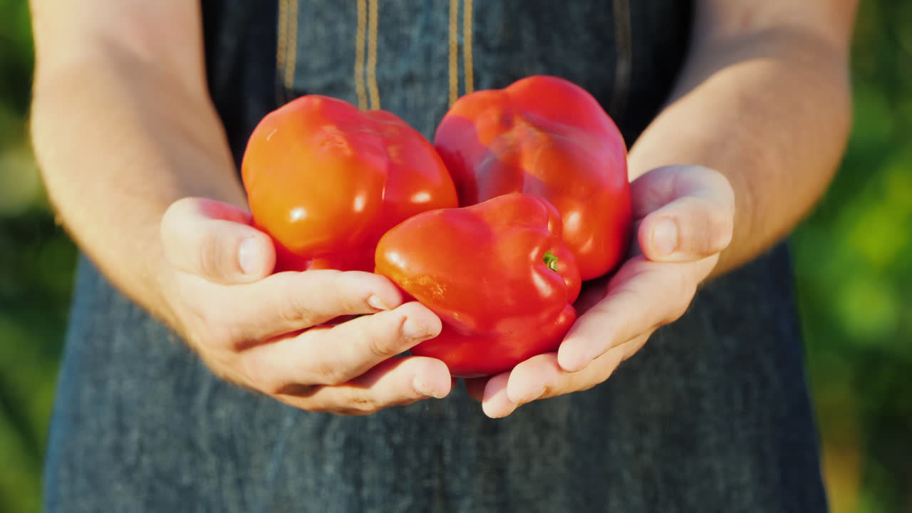 농부는 농장 개념에서 잘 익은 달콤한 고추 야채 몇 개를 손에 들고 있습니다.