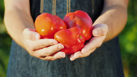 el agricultor tiene en sus manos varios pimientos rojos dulces maduros del concepto de granja