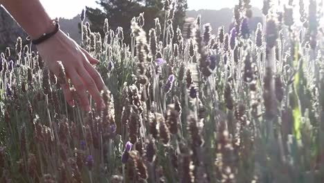 hand brushing through lavender flowers