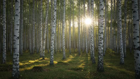 serene sunlight filtering through a birch forest, illuminating the green underbrush and creating a magical atmosphere in nature's canopy