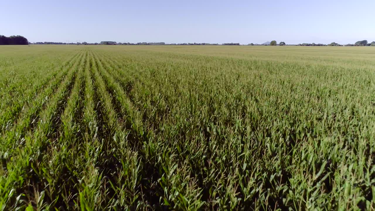 campo de maíz interminable en el paisaje rural de nueva zelanda, tierras de cultivo de monocultivo, aéreo