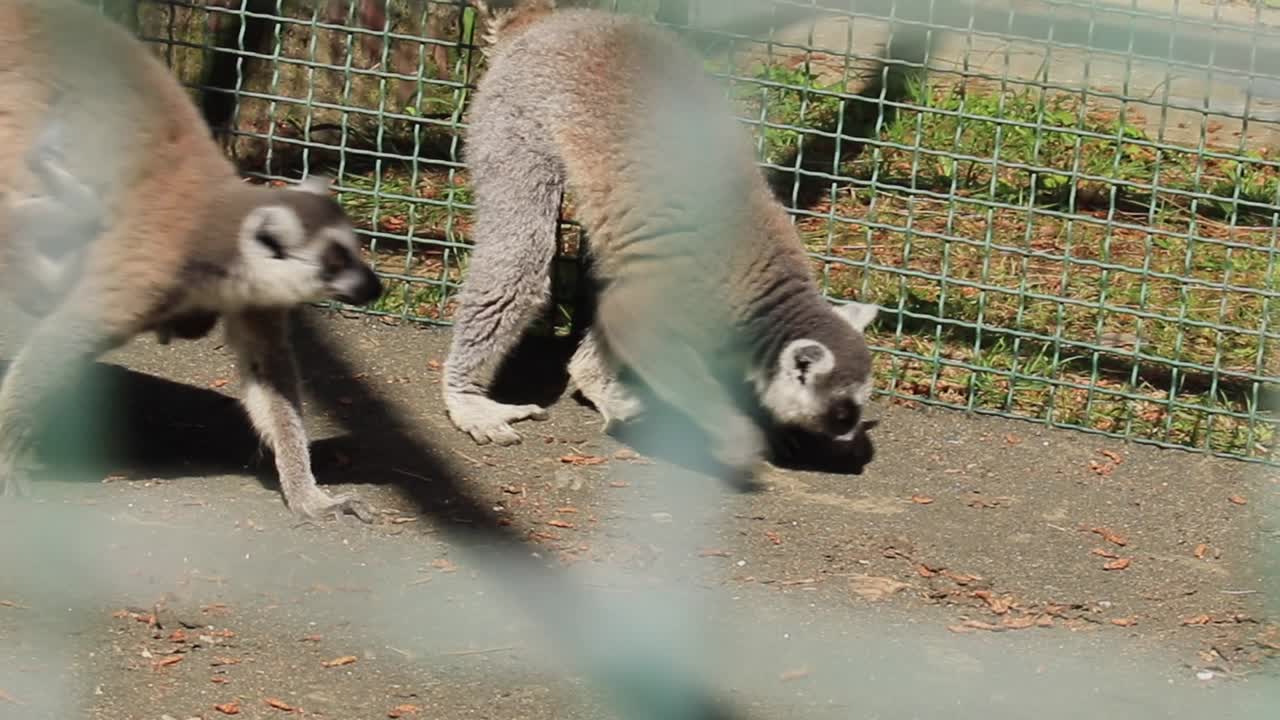 Long-tailed lemurs stroll near the fence on a sunny day at Batumi Zoo, Georgia, illustrating the behavior of primates and the observation of captive wildlife.