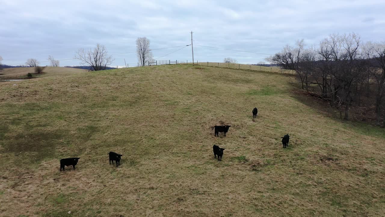 Ripresa aerea con dolly di una mandria di bovini al pascolo in un campo a Frankfort, Kentucky, in una fredda e nebbiosa giornata invernale.