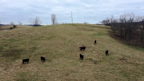 Dolly-Antena-De-Un-Montón-De-Ganado-En-Un-Campo-Pastando-Hierba-En-Frankfort-Kentucky-En-Un-Día-Brumoso-De-Invierno-Frío