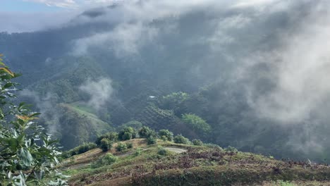 coffee crop plantations in colombian mountain valley under the low clouds