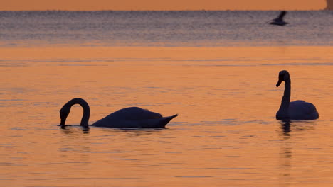 swans float peacefully near the orłowo shore at sunrise, accompanied by distant seagulls and soft golden light over calm waters