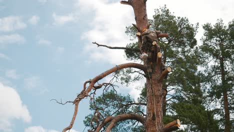 tree trimming by arborist