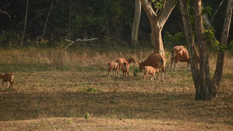 Bisonte,-Bos-Javanicus,-Santuario-De-Vida-Silvestre-Huai-Kha-Kaeng,-Tailandia