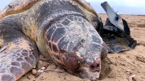 Close-up-footage-of-a-big-dead-turtle-at-sandy-beach