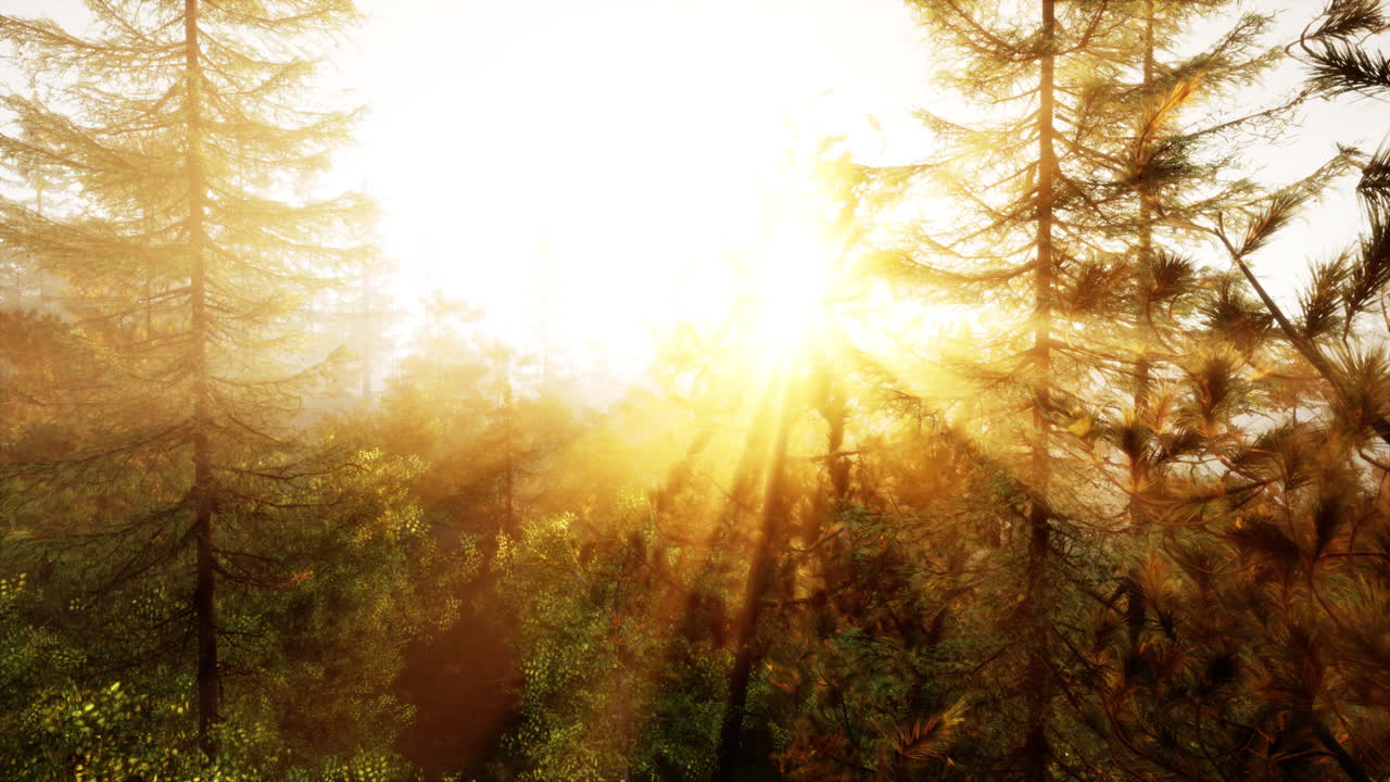 восход солнца в лесу