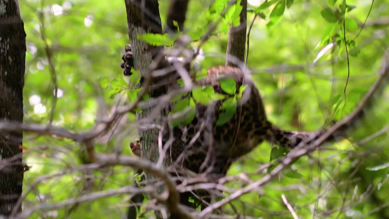 el leopardo de indochina es una especie vulnerable y uno de los grandes felinos de tailandia