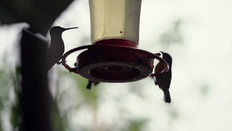 silhouetted hummingbird is joined by another at feeder on deck, slow motion