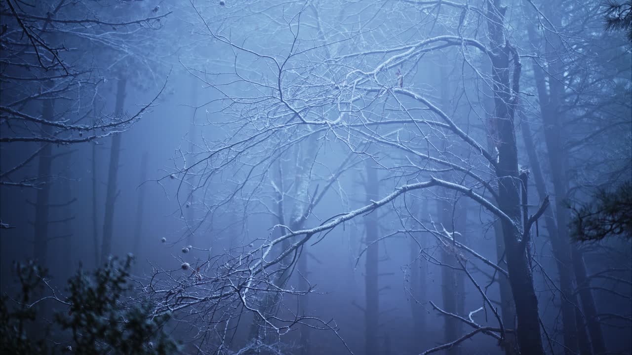 Mystical foggy forest in winter, snowflakes drifting through bare branches in cold blue light