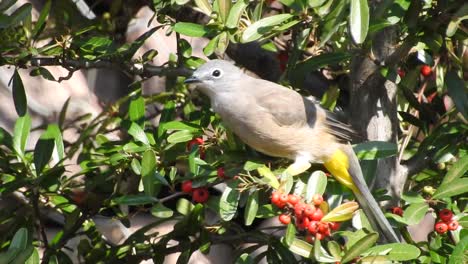 Gray-Silky-flycatcher,-Ptiliogonys-cinereus-feeding-on-fruits-of-scarlet-firethorn,-Pyracantha-coccinea,-Sangre-de-Cristo,-Guanajuato,-México