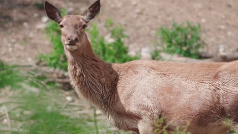 ciervo rojo hembra mirando fijamente a la cámara en el verde área cerrada, orejas largas de ciervo roja todavía prestando atención, pelo corporal levantado del ciervo royo