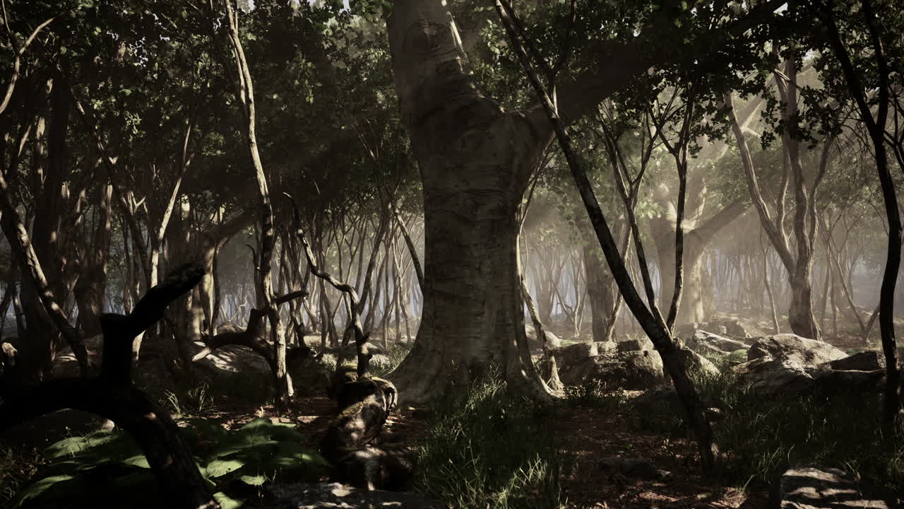 wilderness landscape forest with trees and moss on rocks